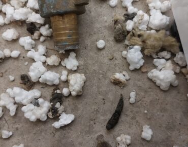 destructions faites par les rats - je suis envahi par les rats - comment tuer des rats ?