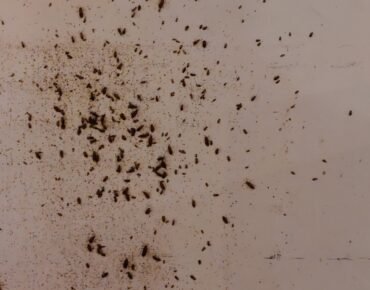 élimination des cafards - je suis envahi par les cafards - comment tuer des cafards - produits pour tuer des cafards