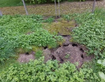 les dégâts causés par des rats - élimination des rats et rongeurs - produits pour tuer les rats