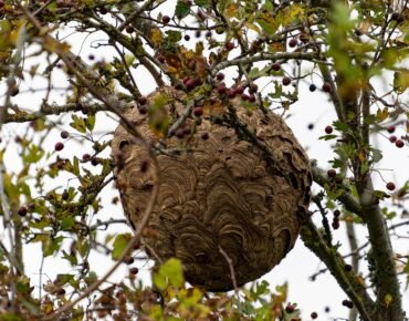 destruction de nid de frelons asiatiques dans la pévéle carembault - le douaisis - valenciennes