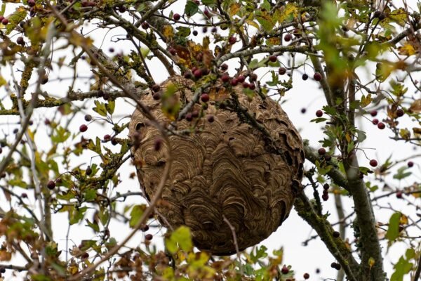 Pourquoi ne pas tenter de détruire les nuisibles par soi-même ?