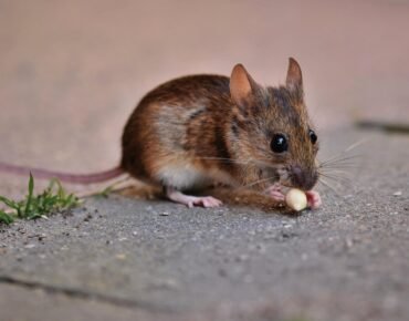 élimination des rongeurs comme les souris - rats - rats musqués - nuisibles en hiver